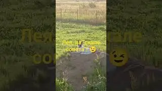 Наша Барбоскина.