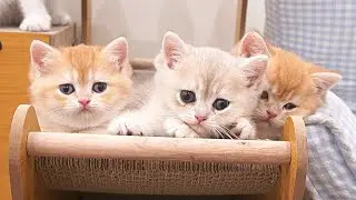 The kittens eagerly running up to their owners, wanting to be stroked, are so cute