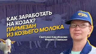 Goat farm in Kazakhstan: what to feed goats, how to care for them, what to make from goat milk? |...