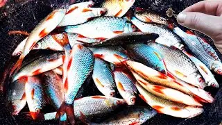 Fishing bait for large Roach, super lethal fishing bait.