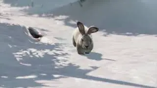 just a cute little video of a bunny :)