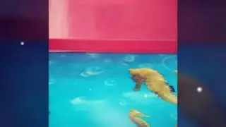 Мой большой лизун! Всех с 8 марта!😍😘🤗