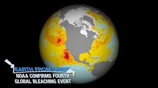 NOAA Confirms Fourth Global Coral Bleaching Event