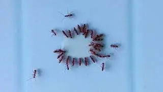 Ants vs honey #asmr #satisfying #experiments #timelapse