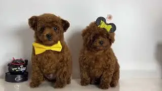 #puppy #теддипудель #тойпудель #купитьщенка #продажащенков #pets #doglover