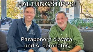 Ant Update with Olli: Everything About Keeping Acromyrmex & Paraponera clavata!
