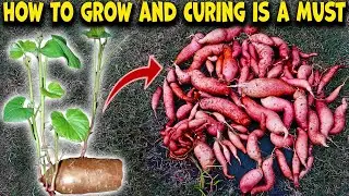 Easily Grow Sweet Potatoes & Why you Must CURE them Before Eating.