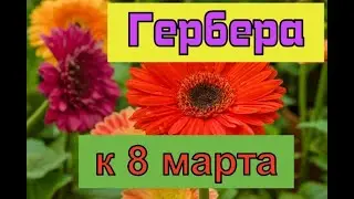 Гербера, выращивание к 8 марта