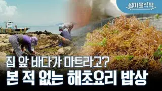 평생 밥 반찬 걱정 안 해도 되는 마을🏠 소쿠리 하나 들고 집 앞에 나가면 반찬거리 다 있다! 고흥 상화도 해초 밥상 2023 섬마을 식탁 EP. 02