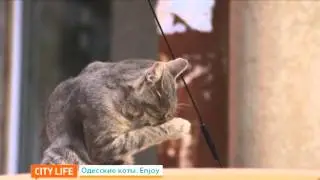 СITY LIFE. Одесские коты. Enjoy