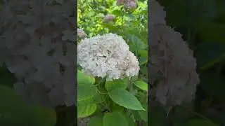 Гортензії - це втілення краси і витонченості, які вміло розквітають,
