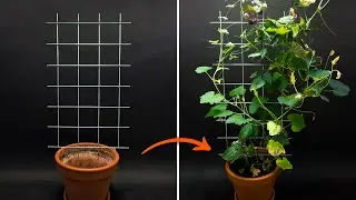 Climbing Plants Time-lapse - 83 Days