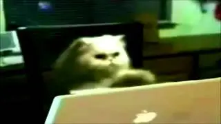 Cat Is Busy Working