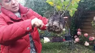 Это важно! Как правильно посадить метельчатую гортензию поздней осенью. Два ключевых момента!