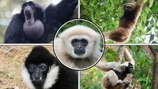 Nature - All Gibbon Sounds