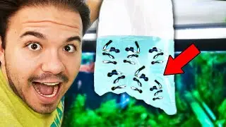 ADDING DOZENS of GUPPY FISH to My Tank!