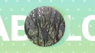 KEBUN CABE LOKAL TAHUN 2020