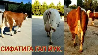 ОХИРГАЧА КУРИНГ СОТИЛИБ КЕТГАН МОЛАР ЗУРИДАН ЛЕКИН ЯНА КЕЛАДИ 996488623