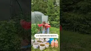 СЕЛЬСКАЯ ШКОЛА Огород 