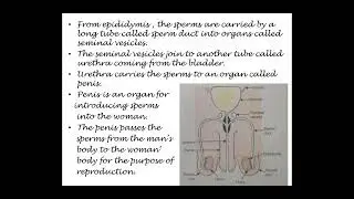 Reproduction In Animals || class 8  || Lecture 2