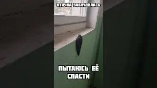 Saving a bird :3 