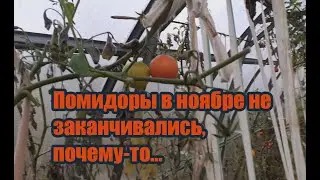 Помидоры в ноябре