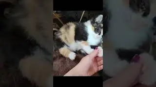 Beautiful sleeping kitten