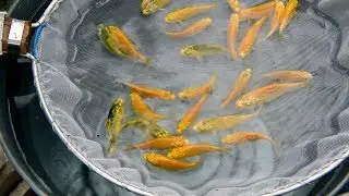 Modern Koi Blog 