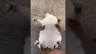 кот в кайфах
