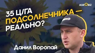 Заработок на подсолнечнике: как достичь рекордных урожаев и нарастить прибыль? | Б Агро | AgroBiz