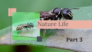 Macro Phone Photography Using Samsung S20 Fe ||Part 3