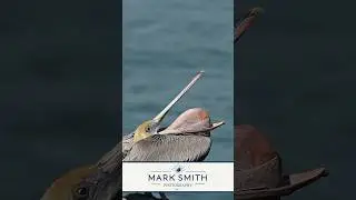 Have you ever seen a pelican turn its pouch inside out? It’s weird!