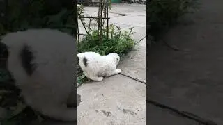 Щенок алабая