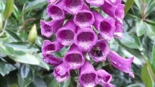 May 23, 2024 Foxgloves & Big Bee at Twilight