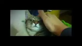 Felpa lullaby - The most cute cat dreams about her best moments! - Ep. 21 