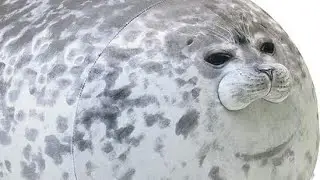 emphaty Crystal || Original meme || smiling critters