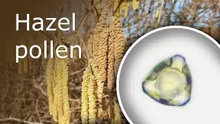 Hazel Pollen Under a Microscope (100x-1000x)