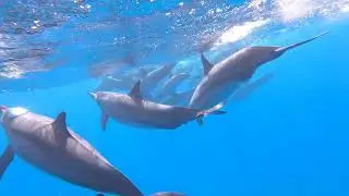 dophin's red sea marsa alam