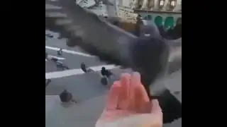 Жестокая реальность