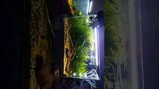 Nature  Akvarium  Live