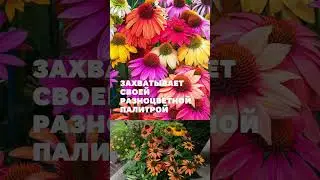 Цветные ромашки