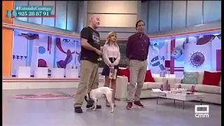 Educa a tu perro con estos consejos