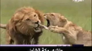 غيرة اللبوة على الاسد