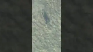 Giant fish stalks and eats lure!! #fishing #shorts