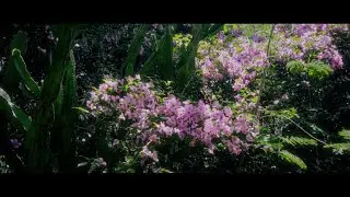Beautiful Garden Edit & Colour Grade | Davinci Resolve