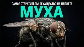 Why do we need flies? The truth you didn't know.
