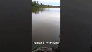 нашёл  2  чупакабры
