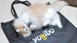 最近のヨギボー凄いわ！！猫みたい…！！？【猫動画 癒し yogibo】