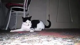 BİR  KEDİNİN LAZERLE İMTİHANI..Mutlaka izleyin..