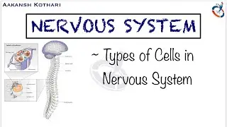 Types of Cells in Nervous System | Nervous System Anatomy by Aakansh Kothari